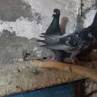 کبوتر|پرنده|گرگان, |دیوار