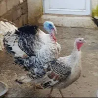 بوقلمون گم شده