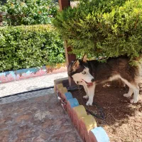 سگ هاسکی خانگی پا کوتاه|سگ|ایوان, |دیوار