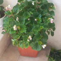 گل طبیعی|گل و گیاه طبیعی|بروجرد, |دیوار