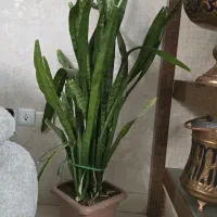 گل طبیعی سرحال