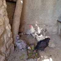 مرغ و خروس گلین لری