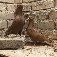 کبوتر سرخ چشم و نوک سفید کاکلی زینتی