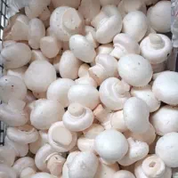 کارگر ساده با جای خواب|استخدام خدمات فروشگاه و رستوران|نوشهر, |دیوار