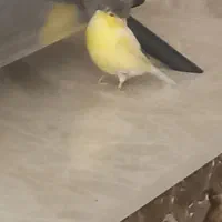 پرنده‌ی گالاستر