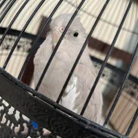 هروس هلندی نژاد البینو