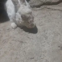 دوعدد خرگوش