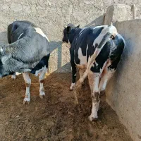 گوساله نر|حیوانات مزرعه|بادرود, |دیوار