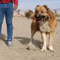 سگ نر|سگ|خمین, |دیوار