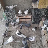 ۲۰ عددکبوتر