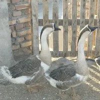 غوقاز گردن ماری اوکراینی بهترین نژاد