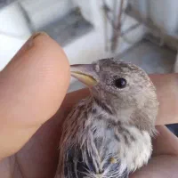 جوجه کال
