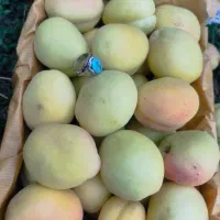 میوه باغ گلابی