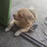 پامرین روباهی ماده