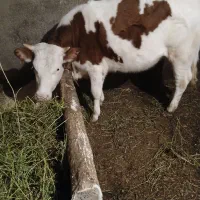 گاو‌‌‌یا‌گوساله‌ماده|حیوانات مزرعه|نوشین شهر, |دیوار