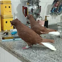 سه عدد سرخ دم سفید چهارده دم درشت مقبول