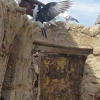 جفت کبوتر  ساده وضد اتیغه معاوضه ای با پرشی|پرنده|کرباسک, |دیوار