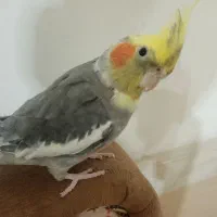 عروس هلندی نر سخنگو