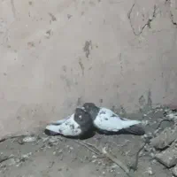 کفتر سینه جفت ب سرت تخم جوجه|پرنده|نوده انقلاب, |دیوار