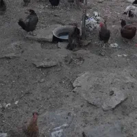 مرغ تخم گذار