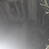 ققس کفتر و جوجه
