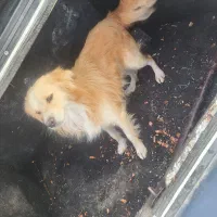 سگ پشمالو فروشی