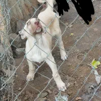 توله سرابی نر