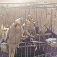 سهره3تا 4نیم و5تا عروس هلندی 3نیم|پرنده|شهریار, شهرک امیریه|دیوار