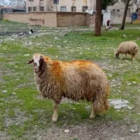 یک عدد قوچ سه سنجابی