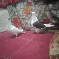 یک جفت ماده