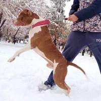 واگذاری پیتبول اصیل|سگ|اصفهان, بهارستان|دیوار