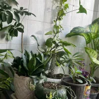 گلهای سالم و سرحال|گل و گیاه طبیعی|اراک, |دیوار