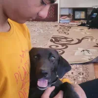 واگذاری رایگان وفوری سگ|سگ|گلپایگان, |دیوار