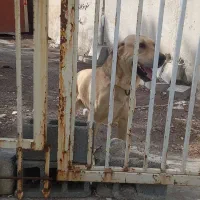 سگ پژدر نر سگ سرابی ماده