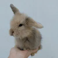 خرگوش لوپ اصیل|موش و خرگوش|مشهد, تربیت (صدف)|دیوار