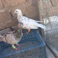 کارخونه هفرنگ