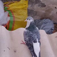 کفتر یا کبوتر سده، چادری