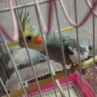 عروس هلندی|پرنده|زاهدان, |دیوار