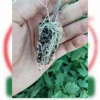 کشت نشاء گوجه فرنگی (گلخانه ای و فضای باز)|خدمات باغبانی و درختکاری|بندر کنگان, |دیوار