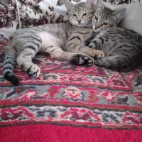 واگذاری ۲تا گربه رایگان