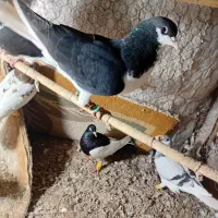 کبوتر پرنده جوون ب شرط|پرنده|اسفرورین, |دیوار