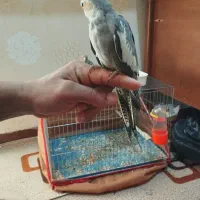 طوطی عروس هلندی|پرنده|بندر ماهشهر, |دیوار