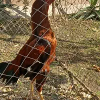 خروس ومرغوجوجه