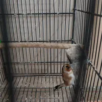 سهره دورگ تازه صاف