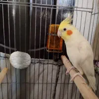 عروس هلندی|پرنده|بهارستان, |دیوار