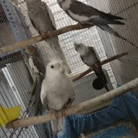 فروش عروس معاوضه دم سفید اشعل|پرنده|بهبهان, |دیوار