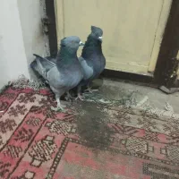 سبز بازی کن