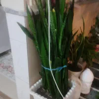 گل طبیعی بسیار سرحال و زیبا|گل و گیاه طبیعی|شازند, |دیوار