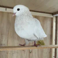 ۲تاکبوترماده