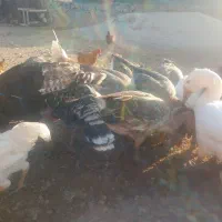 غاز و بوقلمون و خروس|حیوانات مزرعه|دره شهر, |دیوار